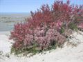 Tamarix Gallica
